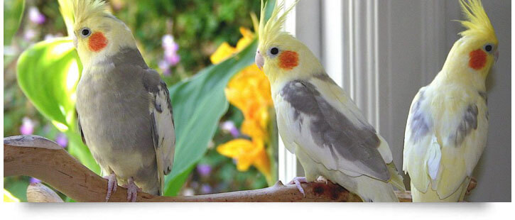 cockatiel